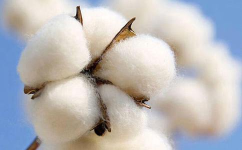 针织棉和纯棉的区别及优点各是什么？
